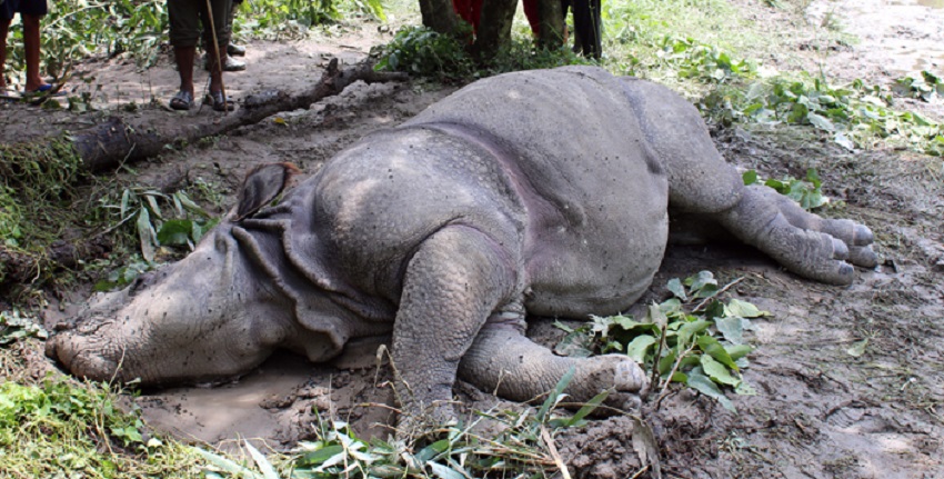 ११ महिनामा २२ गैँडा र तीन बाघसहित १०९ वन्यजन्तु मरे