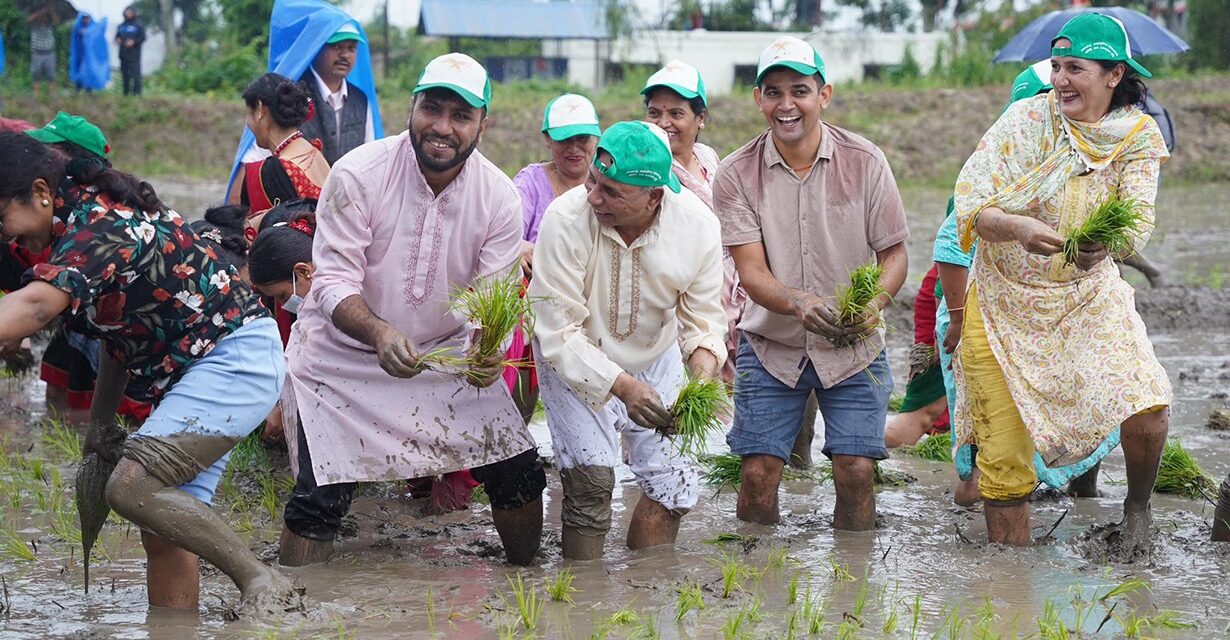 आज असार १५ : धान दिवस तथा दही चिउरा खाने दिन