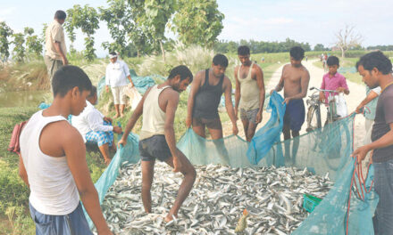 पालिकाका कर्मचारीबाटै ठगिए माछा किसान