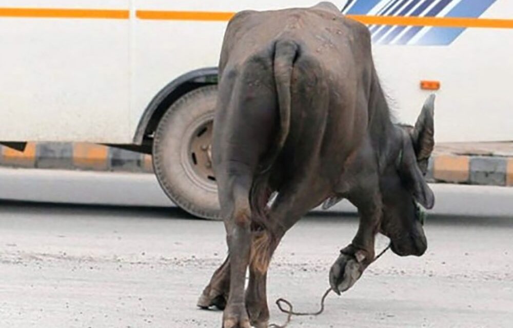 बसको ठक्करले पाँच राँगा मरे