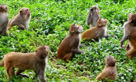 हेलो सरकारमा बाँदरको समस्याबारे पनि गुनासो