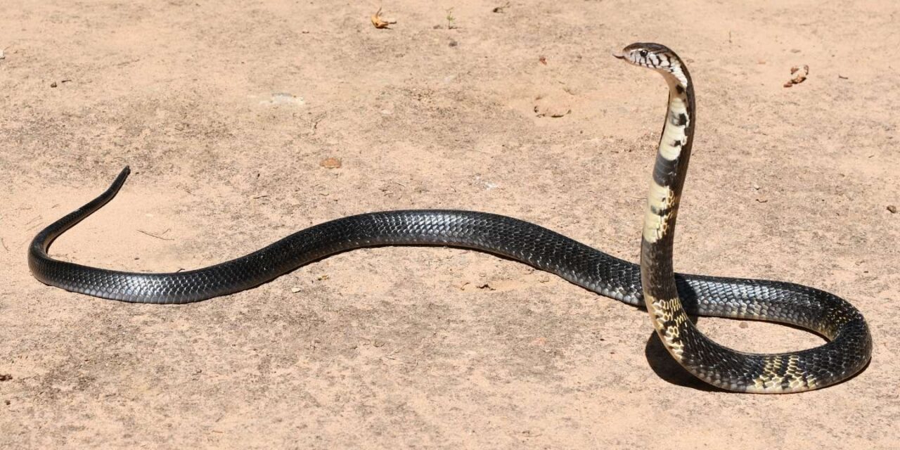 सर्पको टोकाइबाट सुत्केरीसहित दुई महिलाको मृत्यु