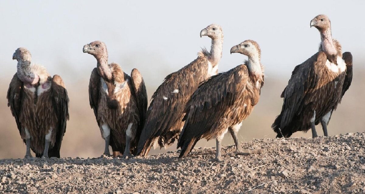 गिद्ध संरक्षणमा सघाउ पुर्‍याउन तीनवटा पशु औषधिमा प्रतिबन्ध लगाइने